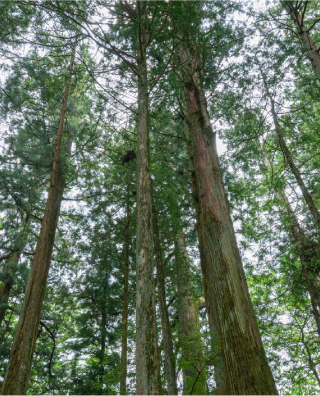 cedar