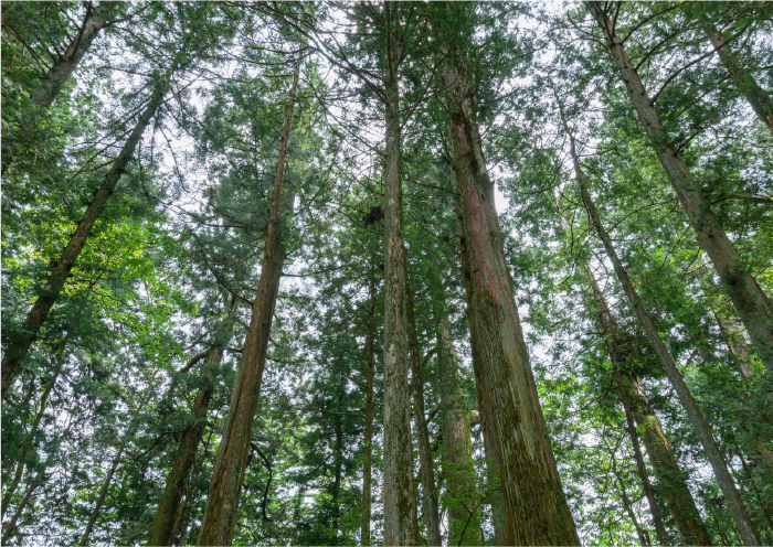 cedar