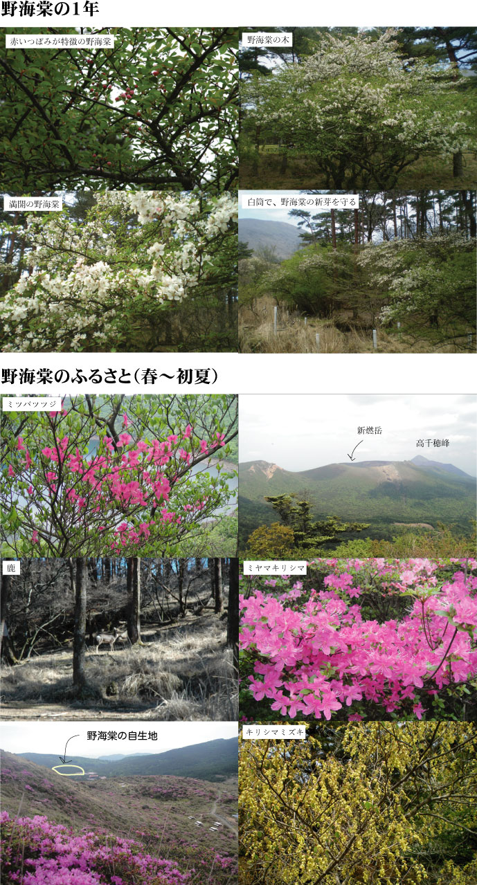 野海棠の花 1年