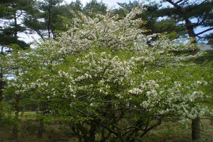 野海棠(のかいどう)の花