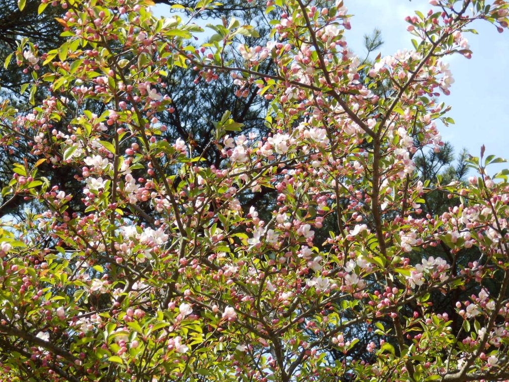 野海棠の花