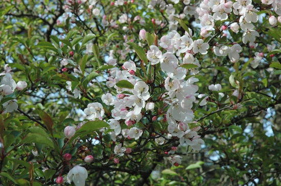 野海棠（ノカイドウ）の花