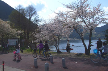 藺牟田池　桜　サイクリング