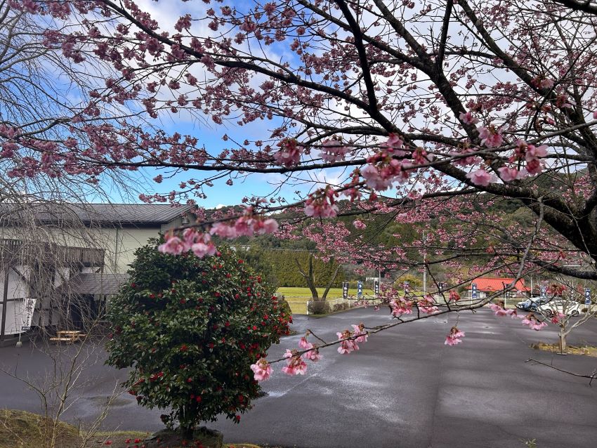 場内にある東屋付近では桜の花が咲き、華やかさが増してきました。
色とりどりの花が咲きそろう季節まで後もう少しです。（3月12日）