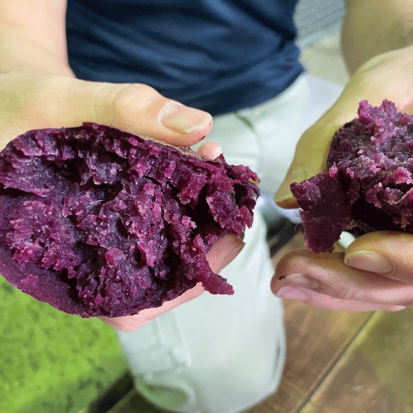 野海棠・赤は、皮も果肉も濃い紫色の紫芋で仕込みました。