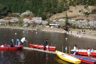 桜満開♪