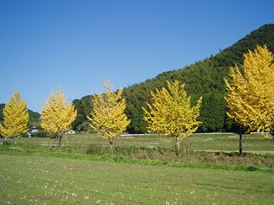 けどういんの紅葉