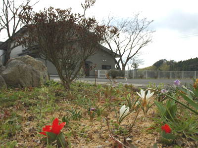 この花の名は。