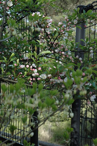 ノカイドウの花咲く