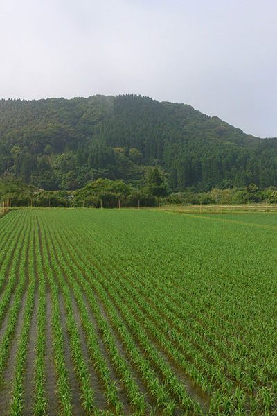 田植えの季節