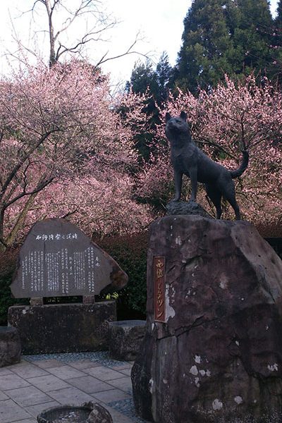 梅から桜へ