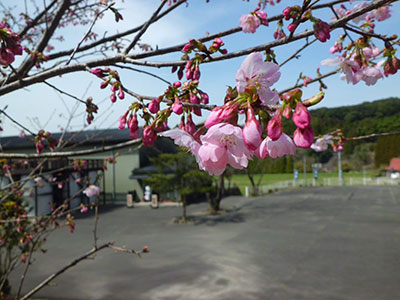 桜ひらく