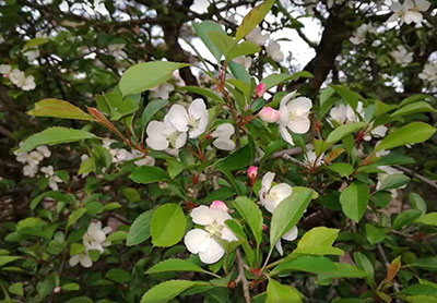 ～野海棠の花、満開～