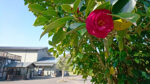 祁答院蒸溜所の椿