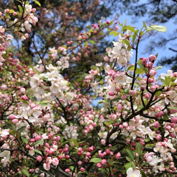 野海棠の花が咲きました