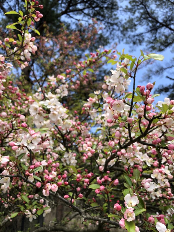 野海棠の花2020年5月4日撮影