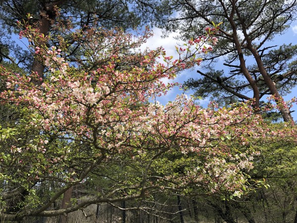 野海棠の花2020年5月4日撮影