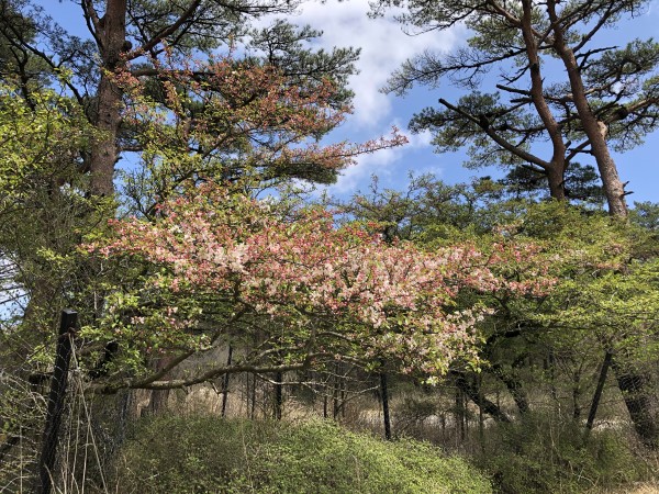 野海棠の花2020年5月4日撮影