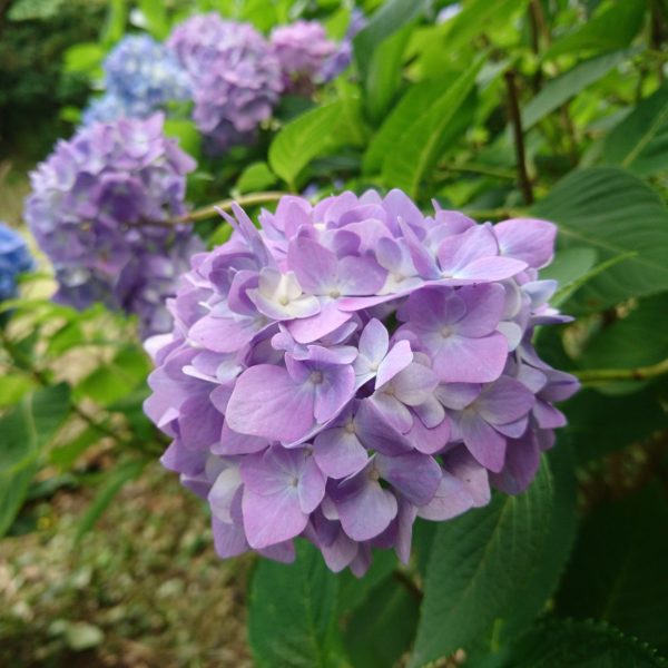 紫陽花の季節です