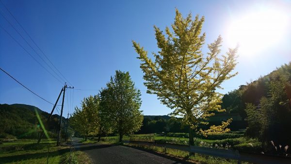 蔵近くのイチョウ並木