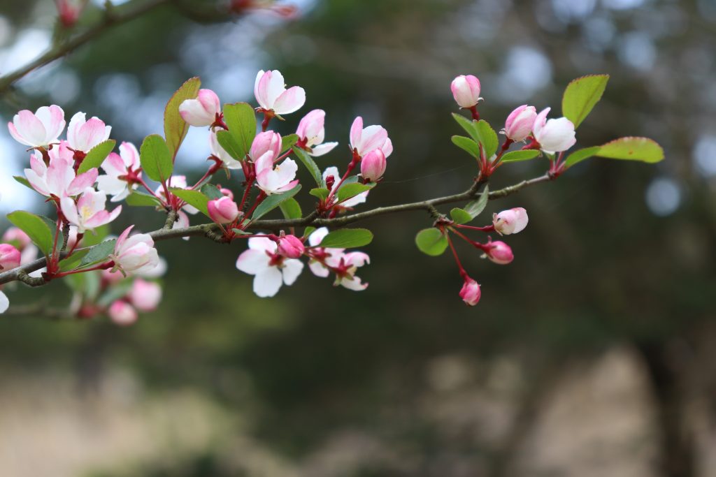 世界で唯一霧島に自生する野海棠の花、絶滅危惧種