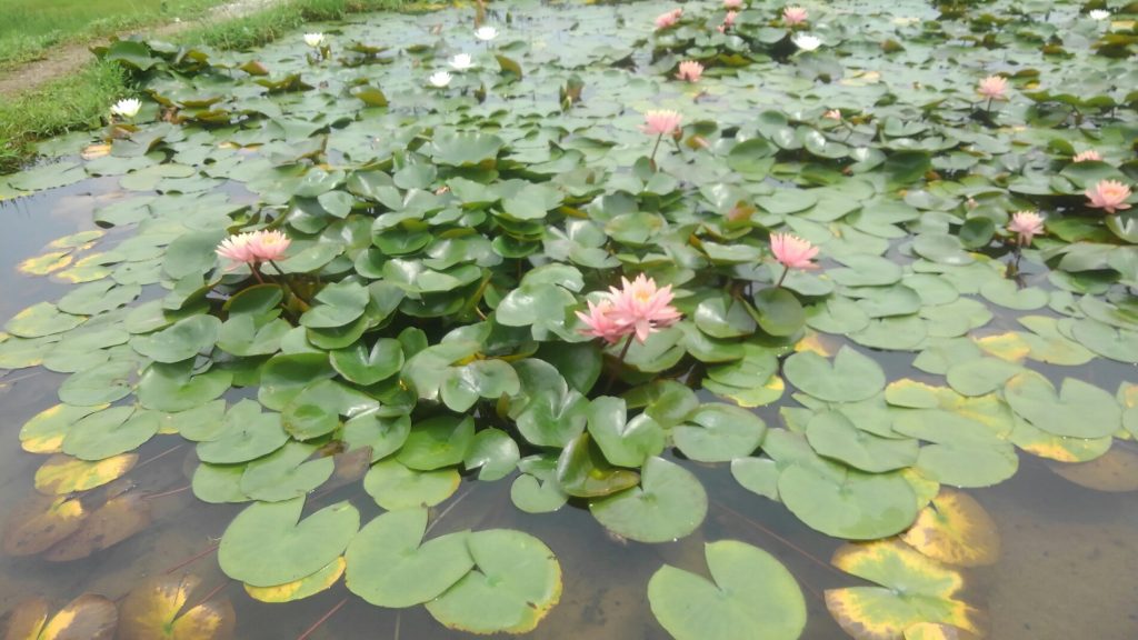 ピンクのスイレンの花