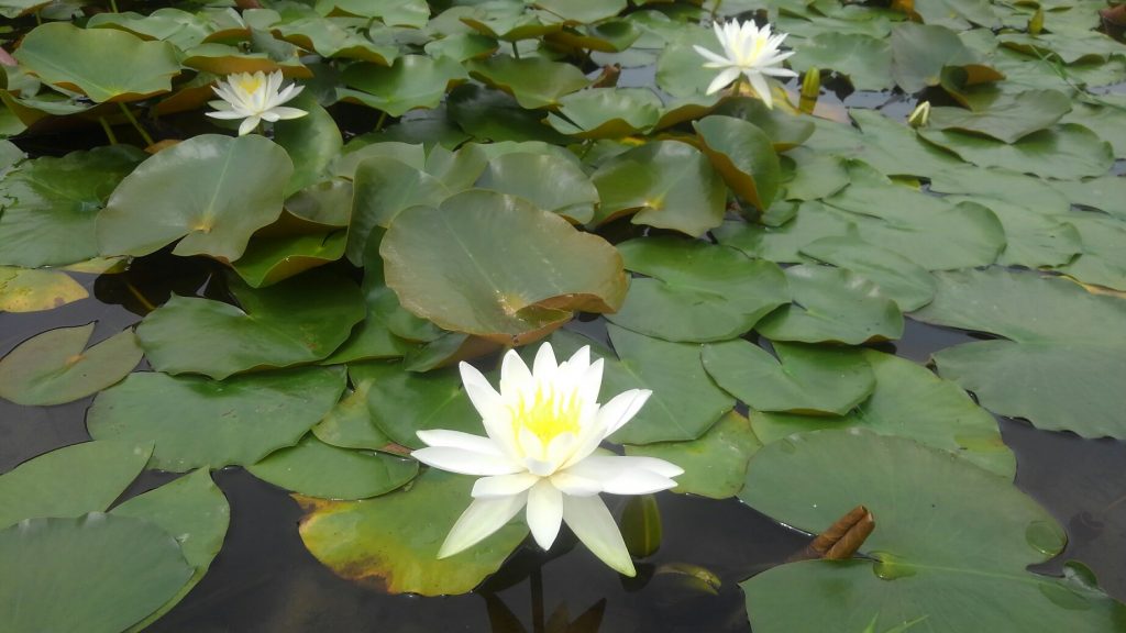 白いスイレンの花