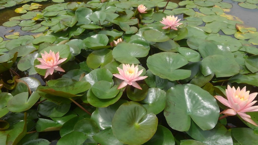 ピンクのスイレンの花