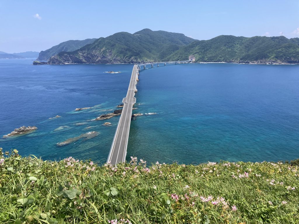 甑島　甑大橋　かのこゆり