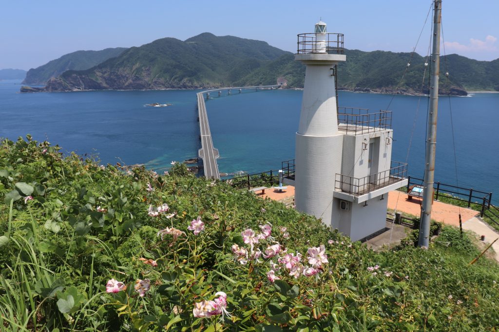 甑島　甑大橋　かのこゆり