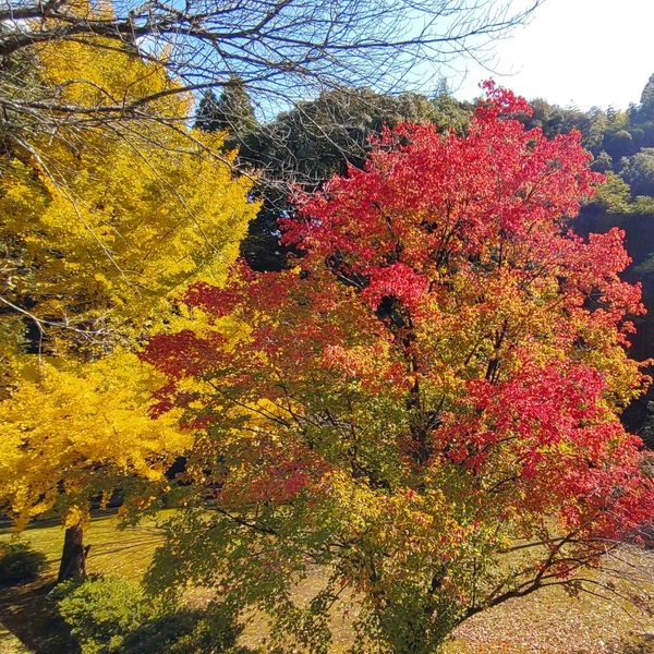 紅葉狩りはいかがでしょう♪