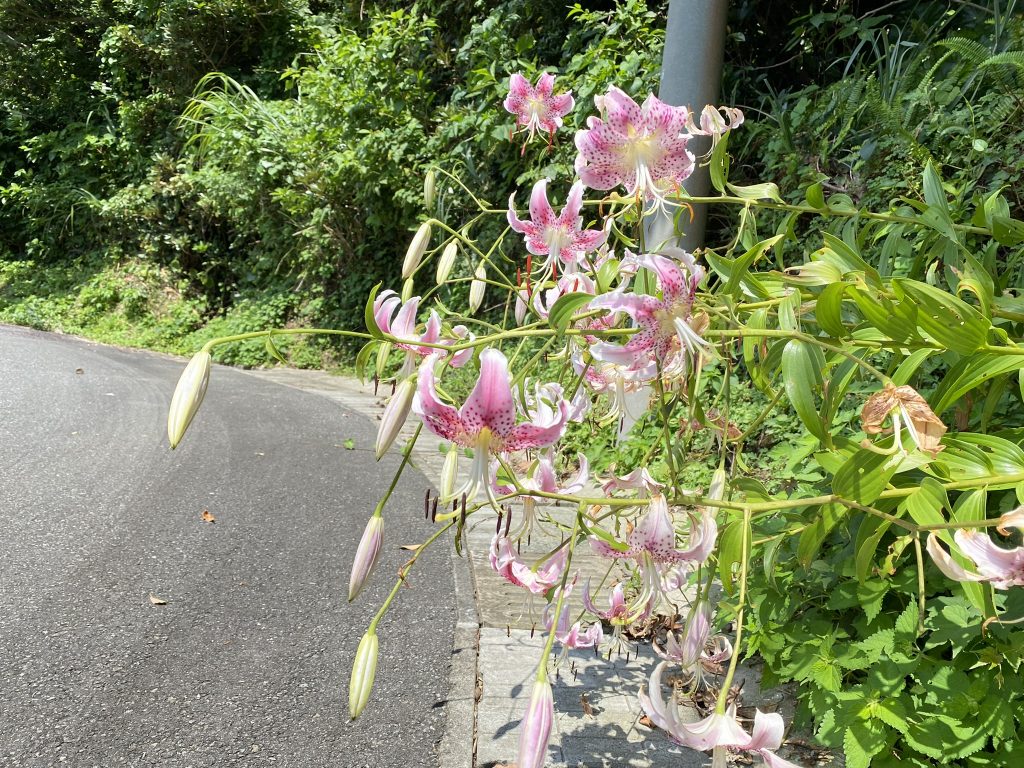 甑島のカノコユリ