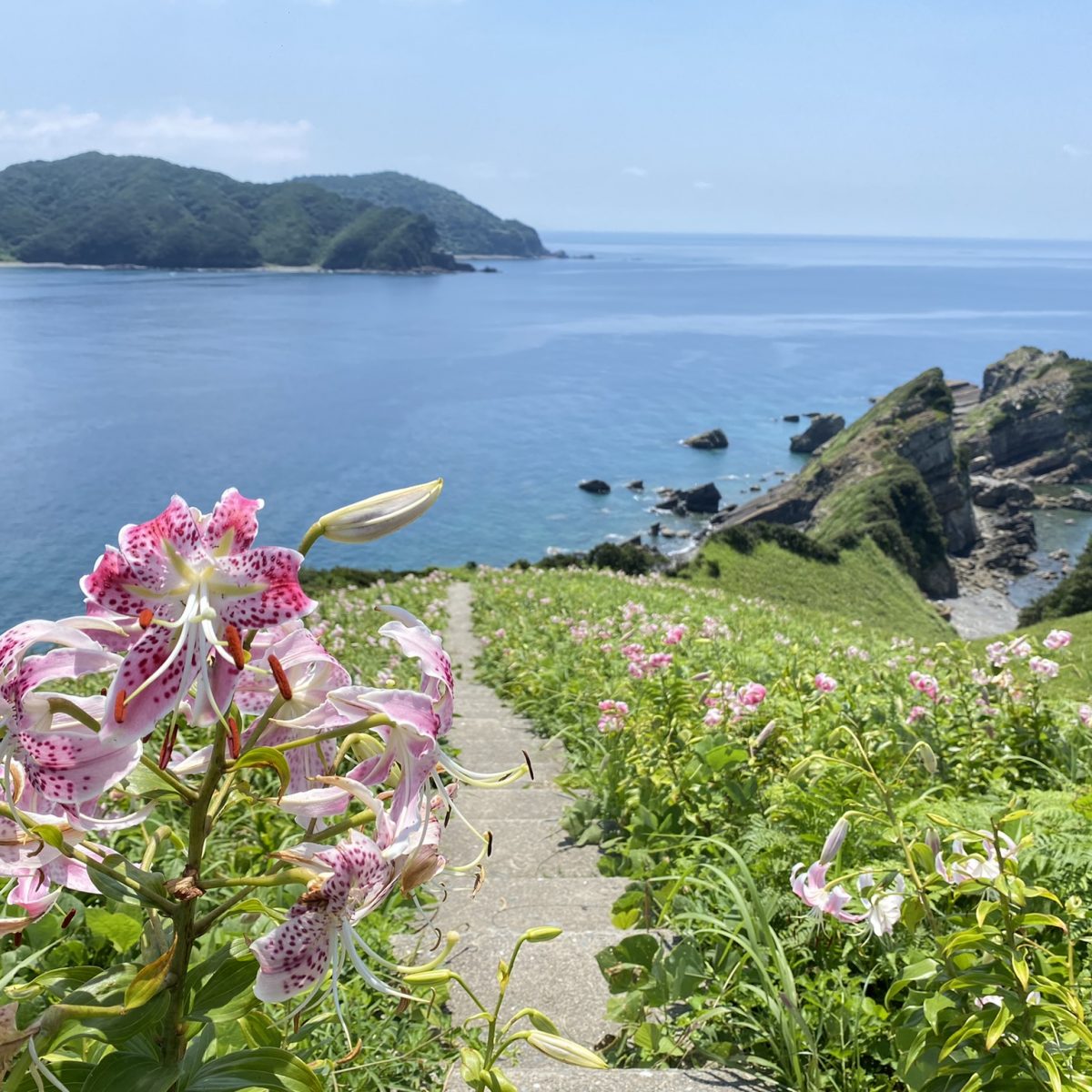 甑島のカノコユリ