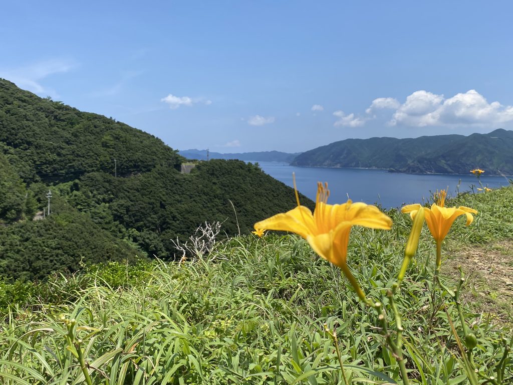 甑島のニシノハマカンゾウ