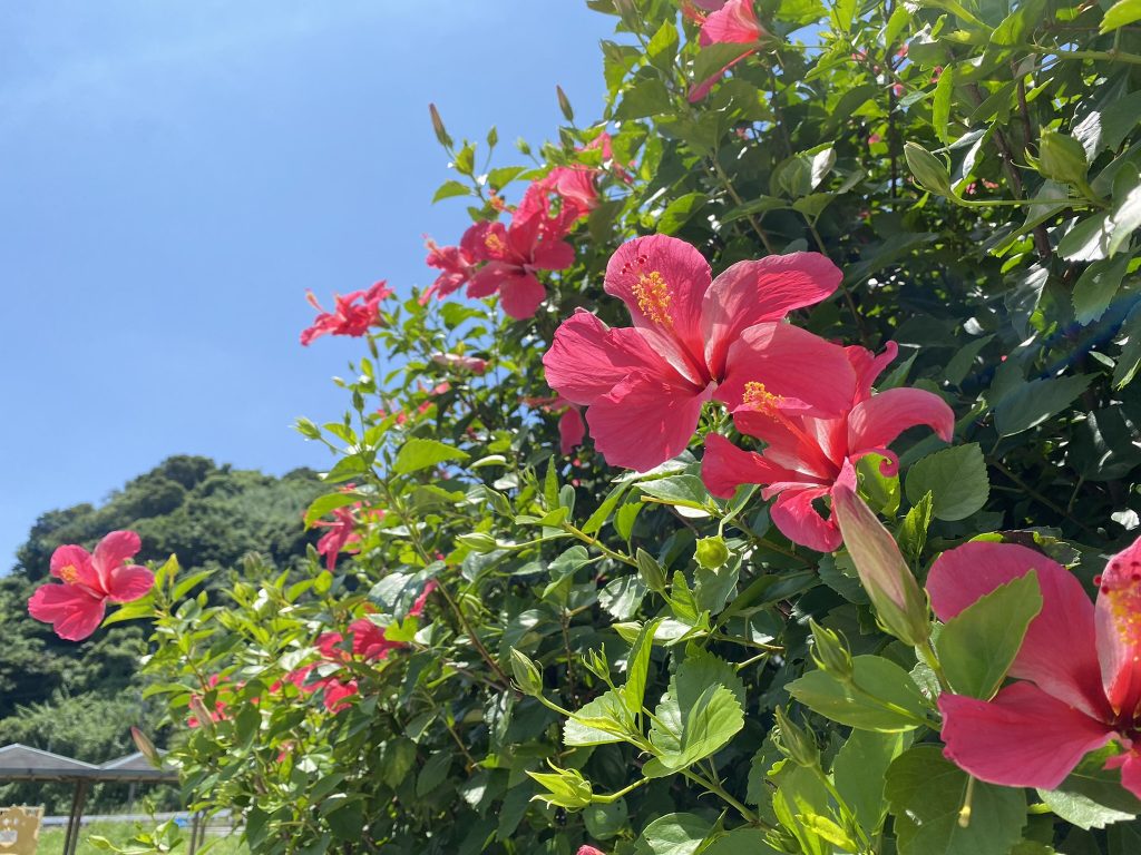 甑島のハイビスカス