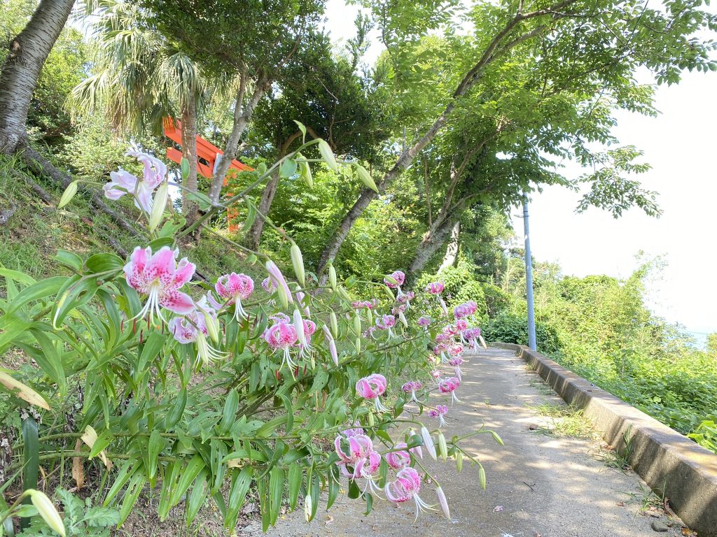 青潮神社への参道にも咲くカノコユリ