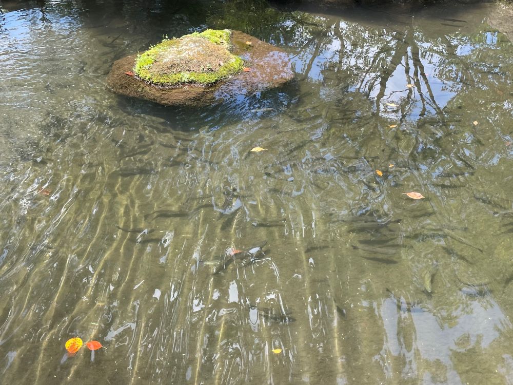 矢立農村公園「せせらぎの里」ニジマス池