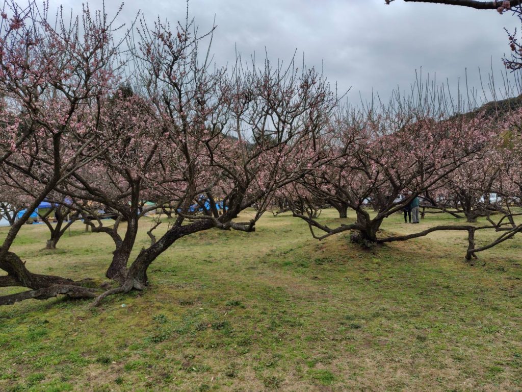 藤川天神の臥竜梅
