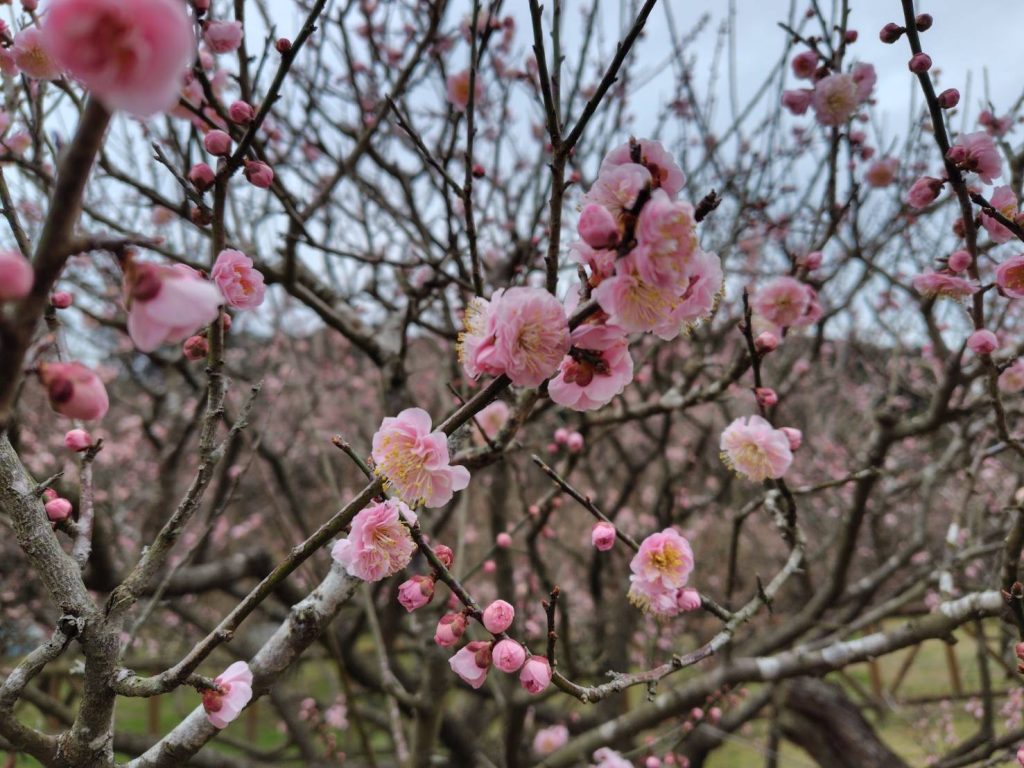 藤川天神の臥竜梅