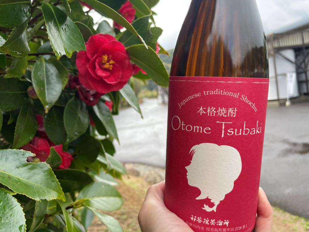 芋焼酎「おとめつばき」と赤い椿
