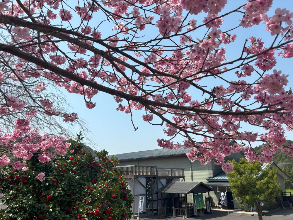 2025年3月 焼酎蔵祁答院蒸溜所の満開の桜