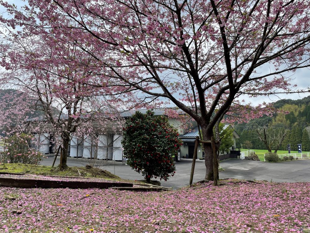 2025年3月28日 焼酎蔵祁答院蒸溜所の雨で一部散った桜