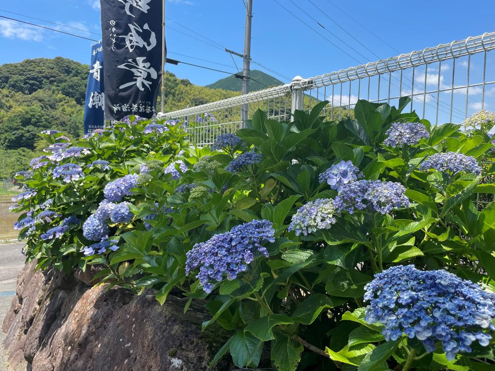 祁答院蒸溜所のアジサイが色づきました2024年6月
