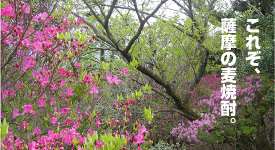 霧島連山の花