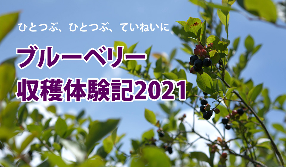 リキュールに使われる！？ 霧島ブルーベリー摘み体験記 2021年夏