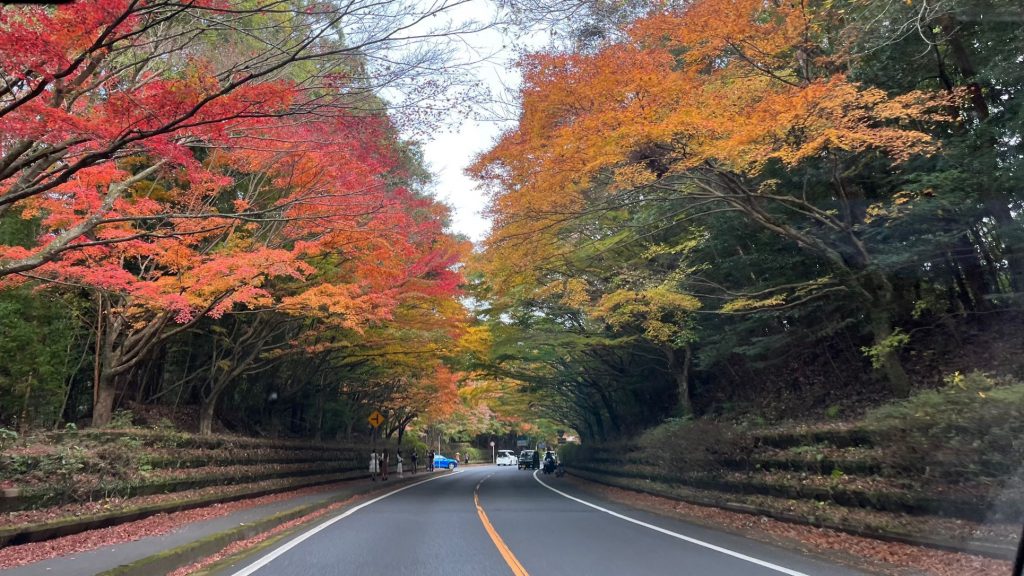 霧島神宮前の国道223号線の木々も、鮮やかに色づきはじめました(11月28日)