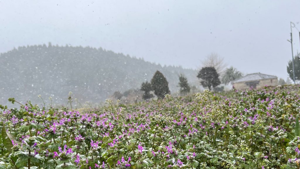 1月24日、25日の寒さ、雪は、今までに体験したことのないものでした。(1月26日)