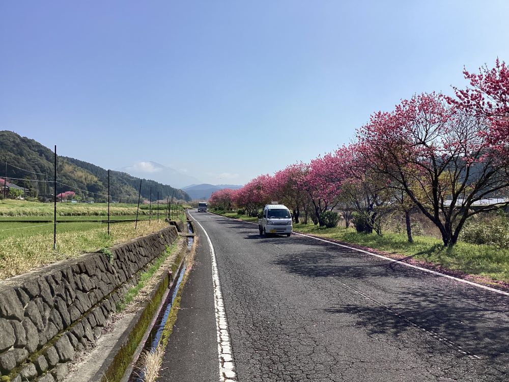 霧島川沿いの桃の花が満開です(4月11日)。