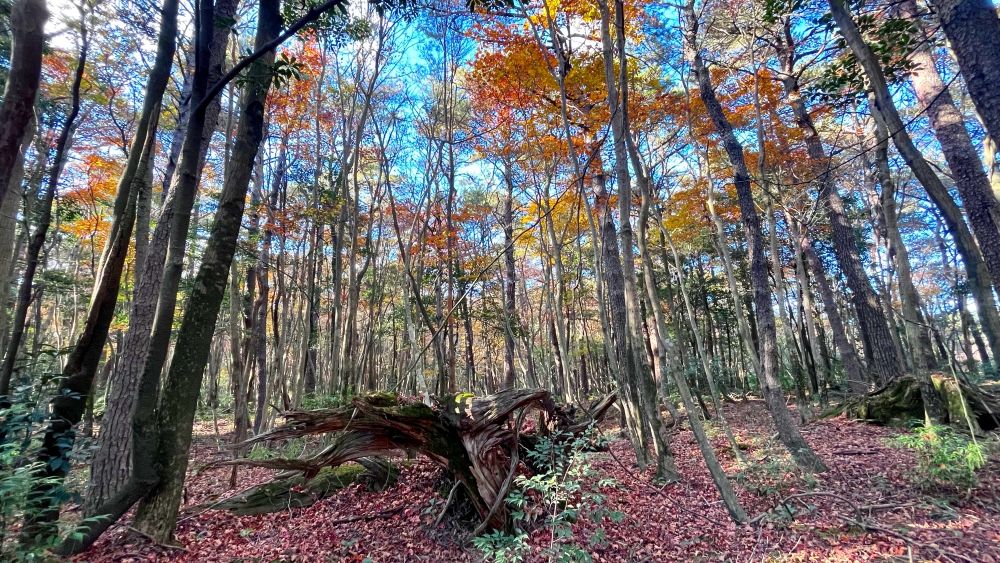 えびの高原周辺の、一歩山に入った紅葉と青空。(11月16日)※えびの高原の紅葉はピークが終わったようです。