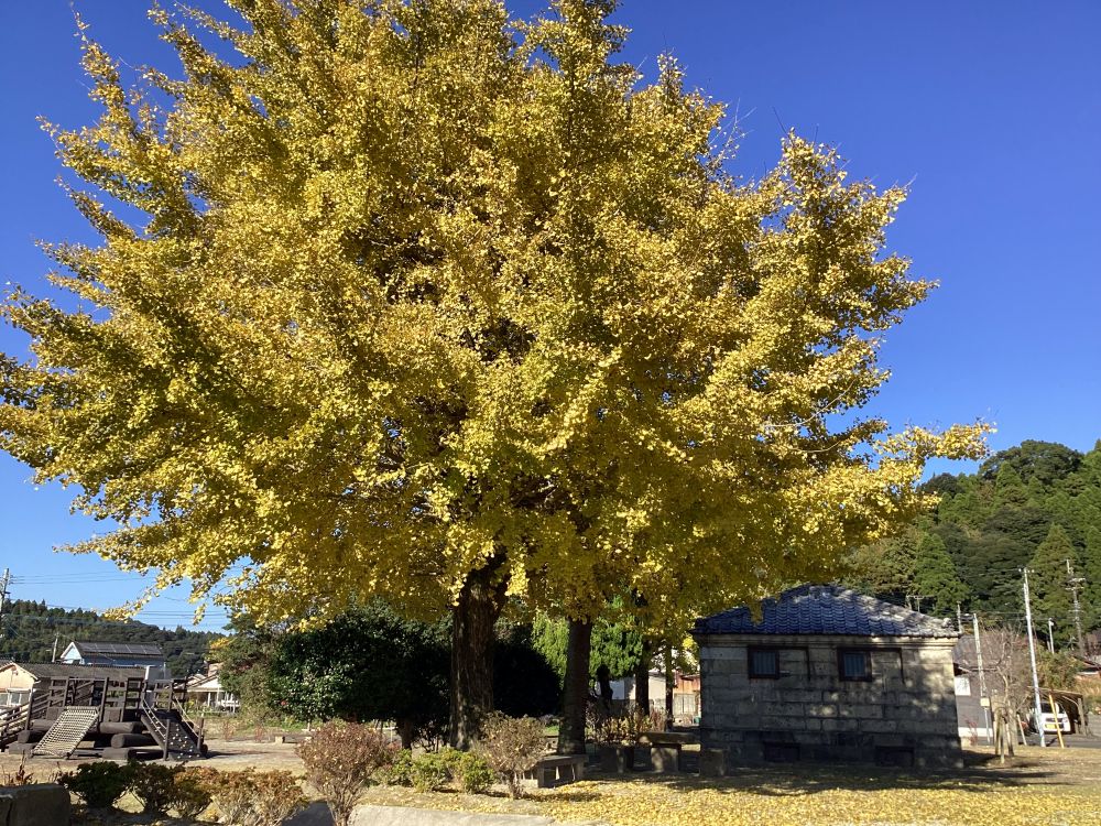 「明るい農村の里」の夫婦イチョウ。今が見頃です。(右端は樽熟成用の石蔵。12月1日)